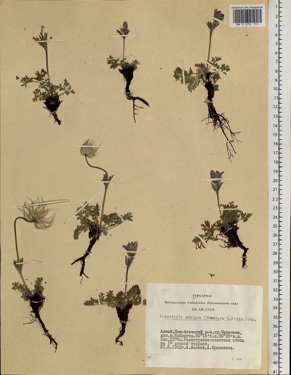 Pulsatilla ambigua (Turcz. ex Hayek) Zāmelis & Paegle, Siberia, Altai & Sayany Mountains (S2) (Russia)