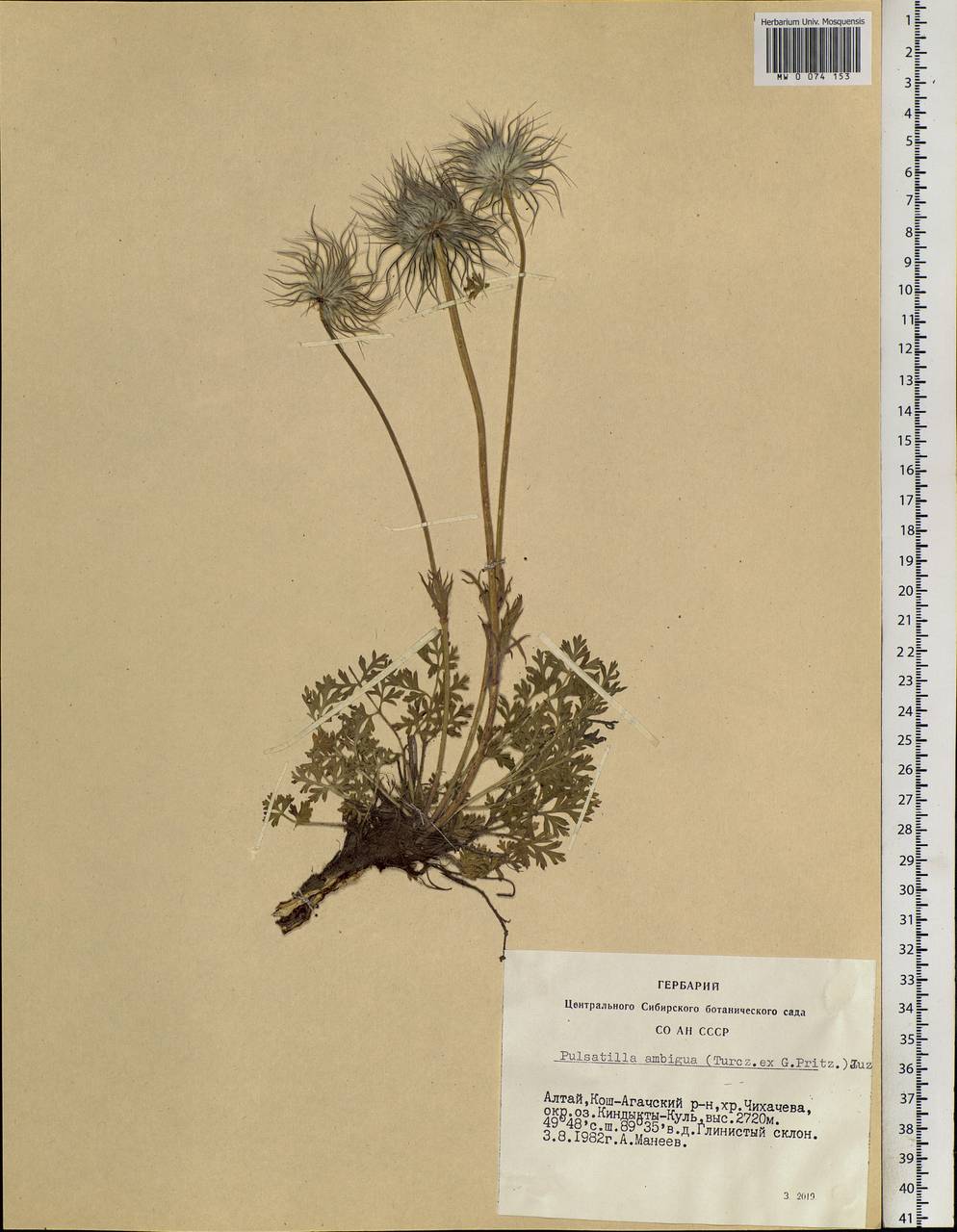 Pulsatilla ambigua (Turcz. ex Hayek) Zāmelis & Paegle, Siberia, Altai & Sayany Mountains (S2) (Russia)
