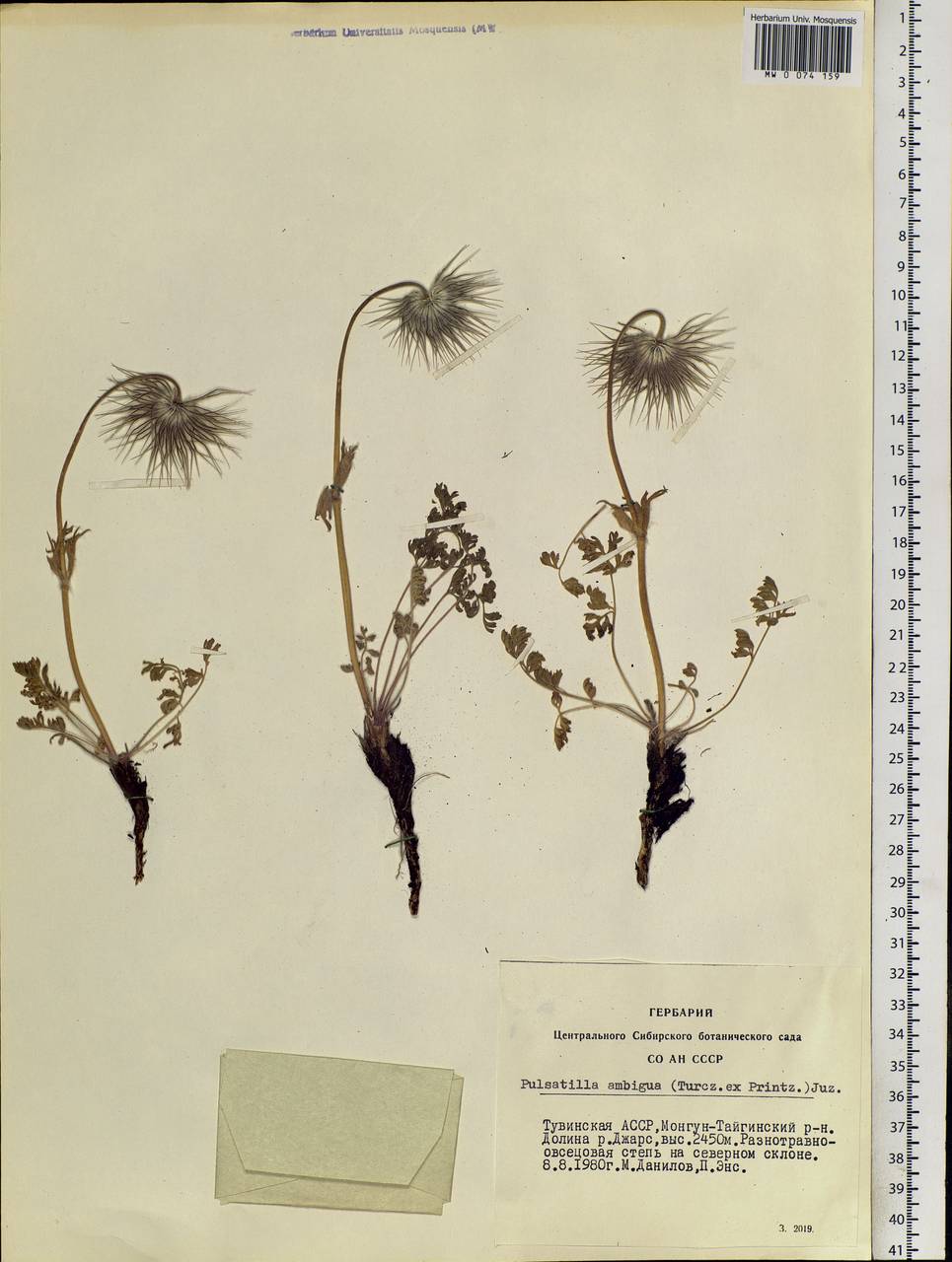 Pulsatilla ambigua (Turcz. ex Hayek) Zämelis & Paegle, Siberia, Altai & Sayany Mountains (S2) (Russia)