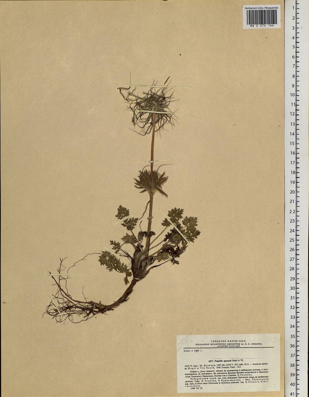 Pulsatilla ajanensis Regel & Tiling, Siberia, Russian Far East (S6) (Russia)