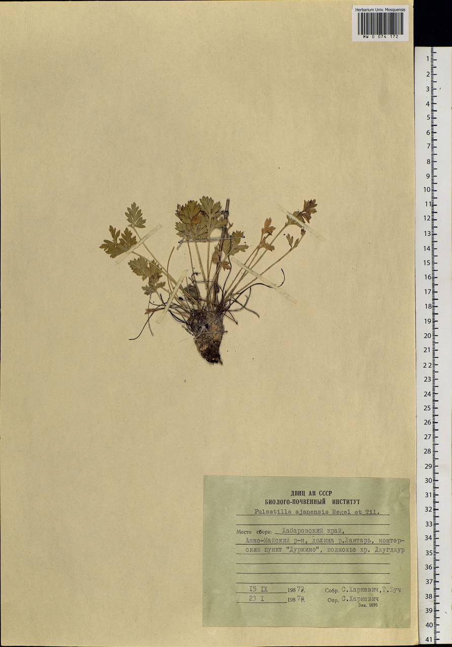 Pulsatilla ajanensis Regel & Tiling, Siberia, Russian Far East (S6) (Russia)