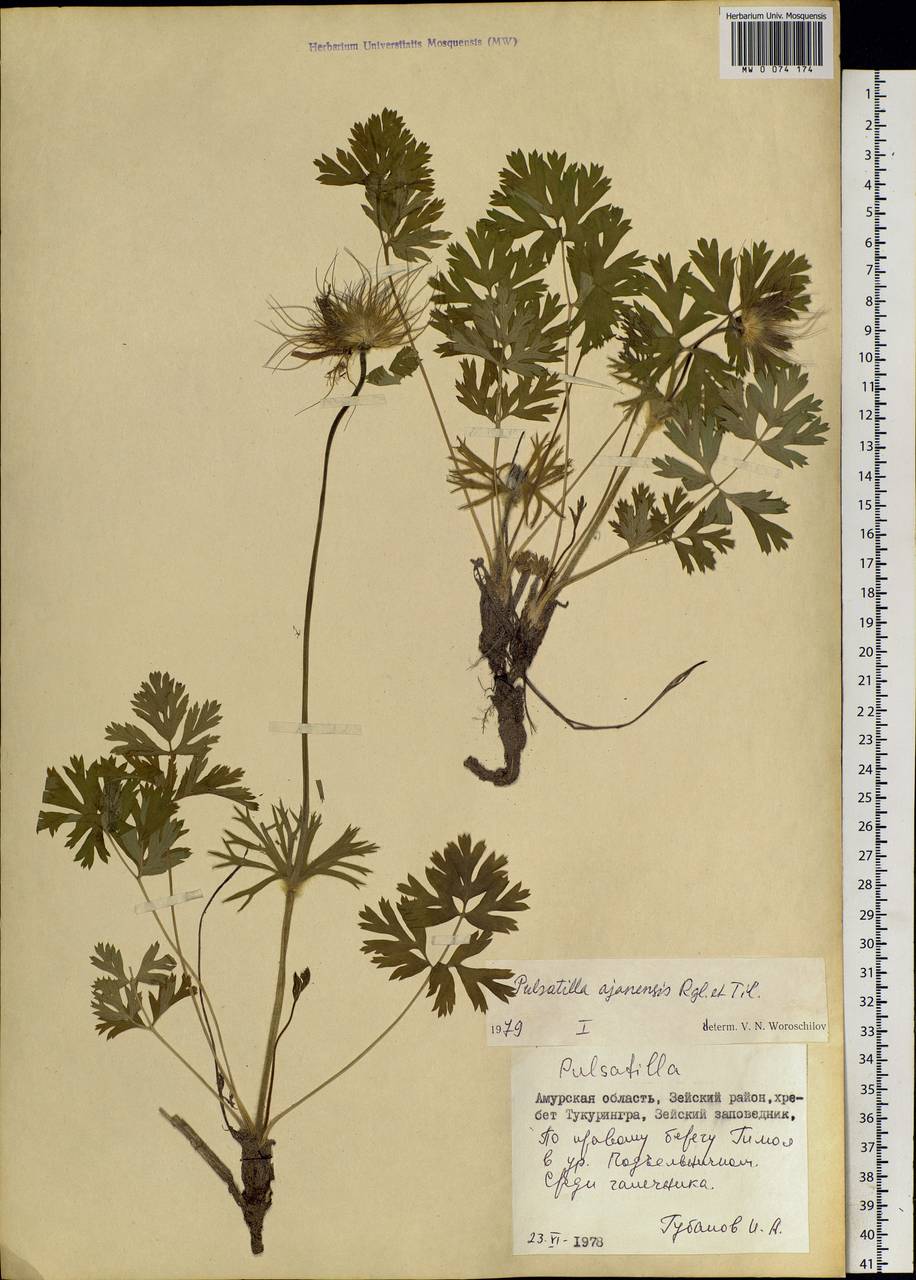 Pulsatilla ajanensis Regel & Tiling, Siberia, Russian Far East (S6) (Russia)