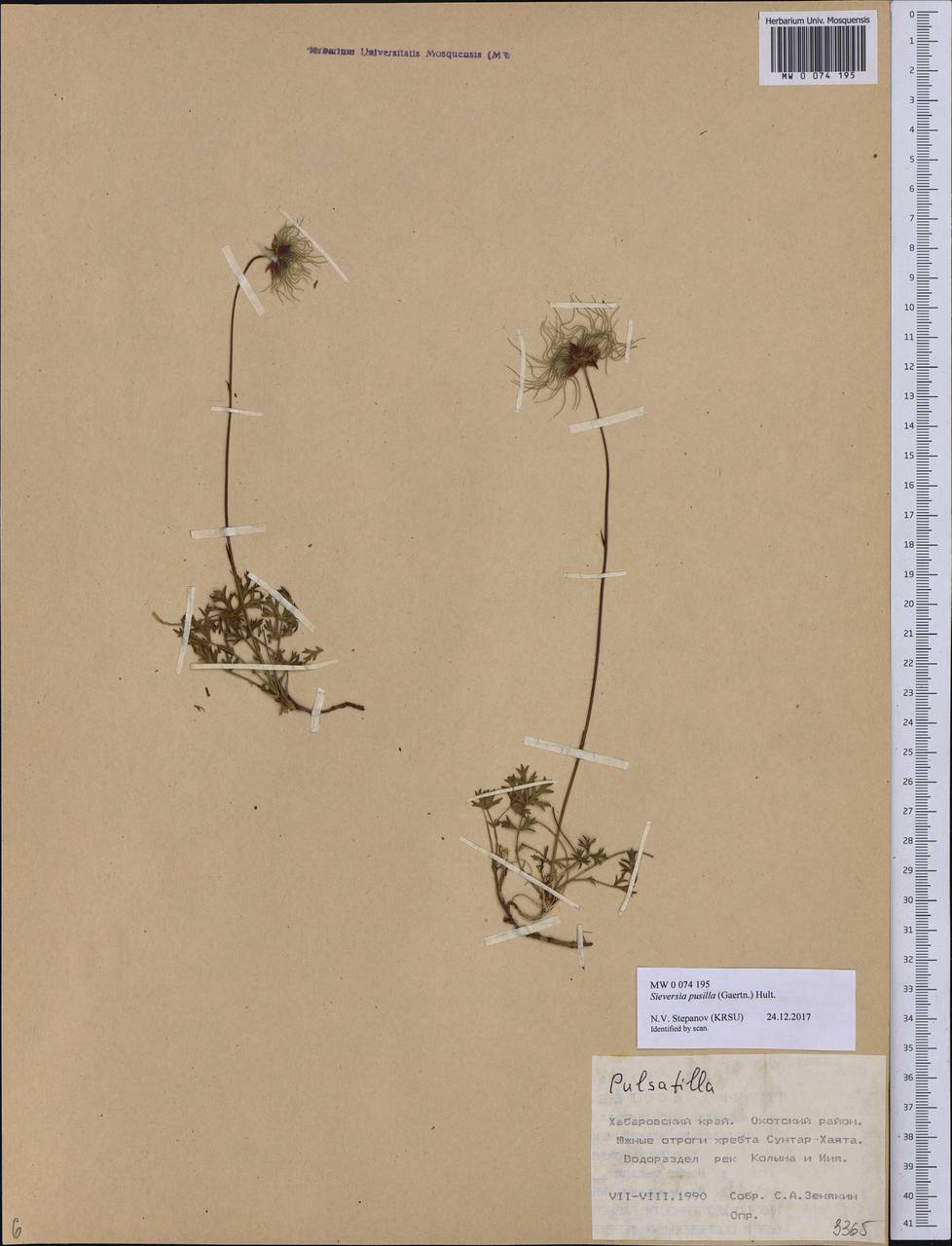 Geum selinifolium (Fisch. ex F. Schmidt) Hultén, Siberia, Russian Far East (S6) (Russia)