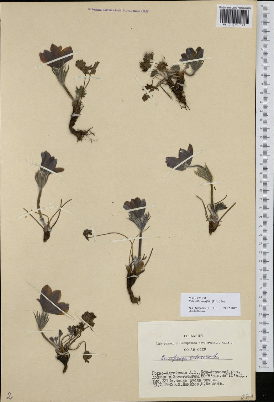 Pulsatilla patens subsp. multifida (Pritz.) Zämelis, Siberia, Altai & Sayany Mountains (S2) (Russia)