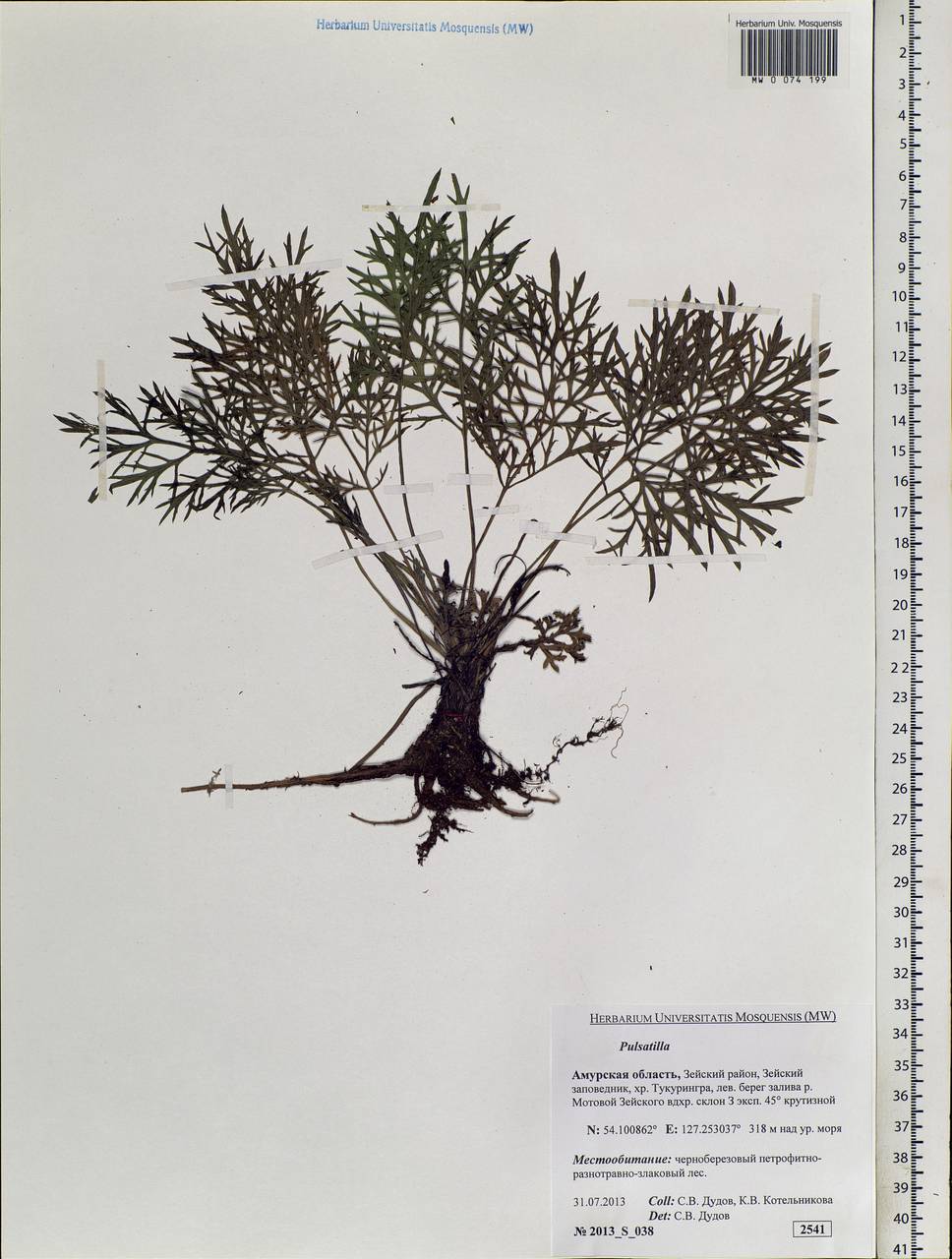 Pulsatilla, Siberia, Russian Far East (S6) (Russia)