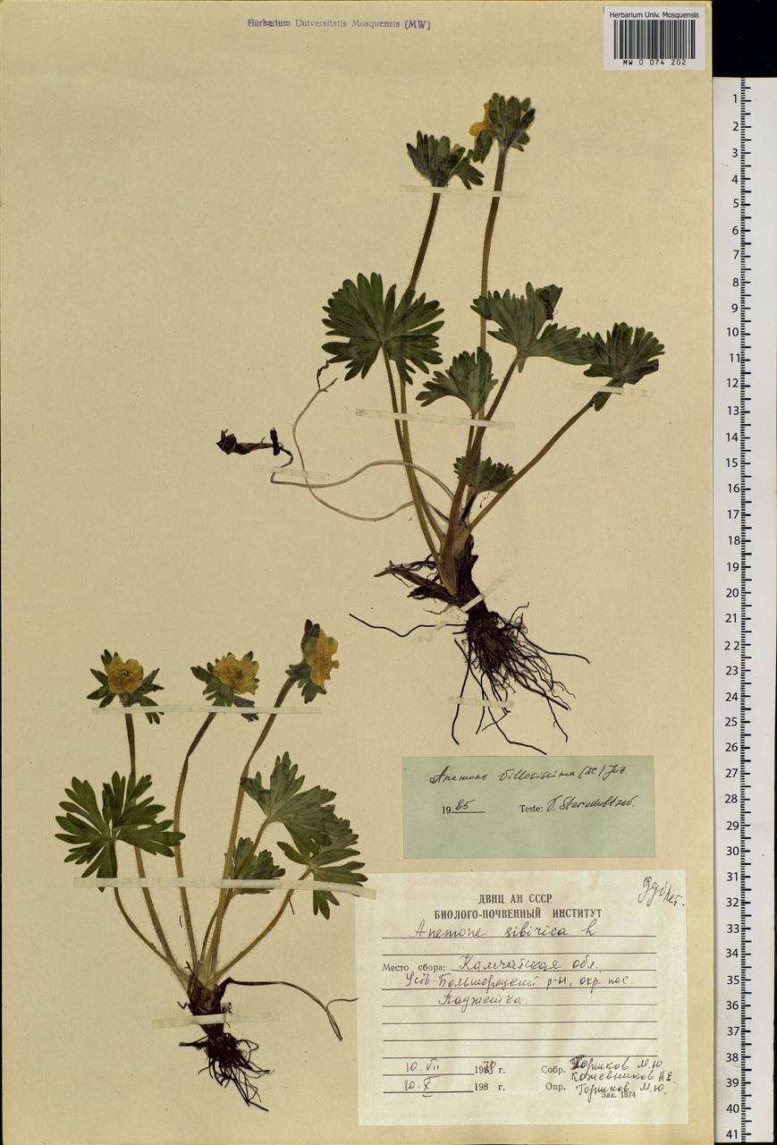 Anemonastrum narcissiflorum subsp. villosissimum (DC.) Á.Löve & D.Löve, Siberia, Chukotka & Kamchatka (S7) (Russia)