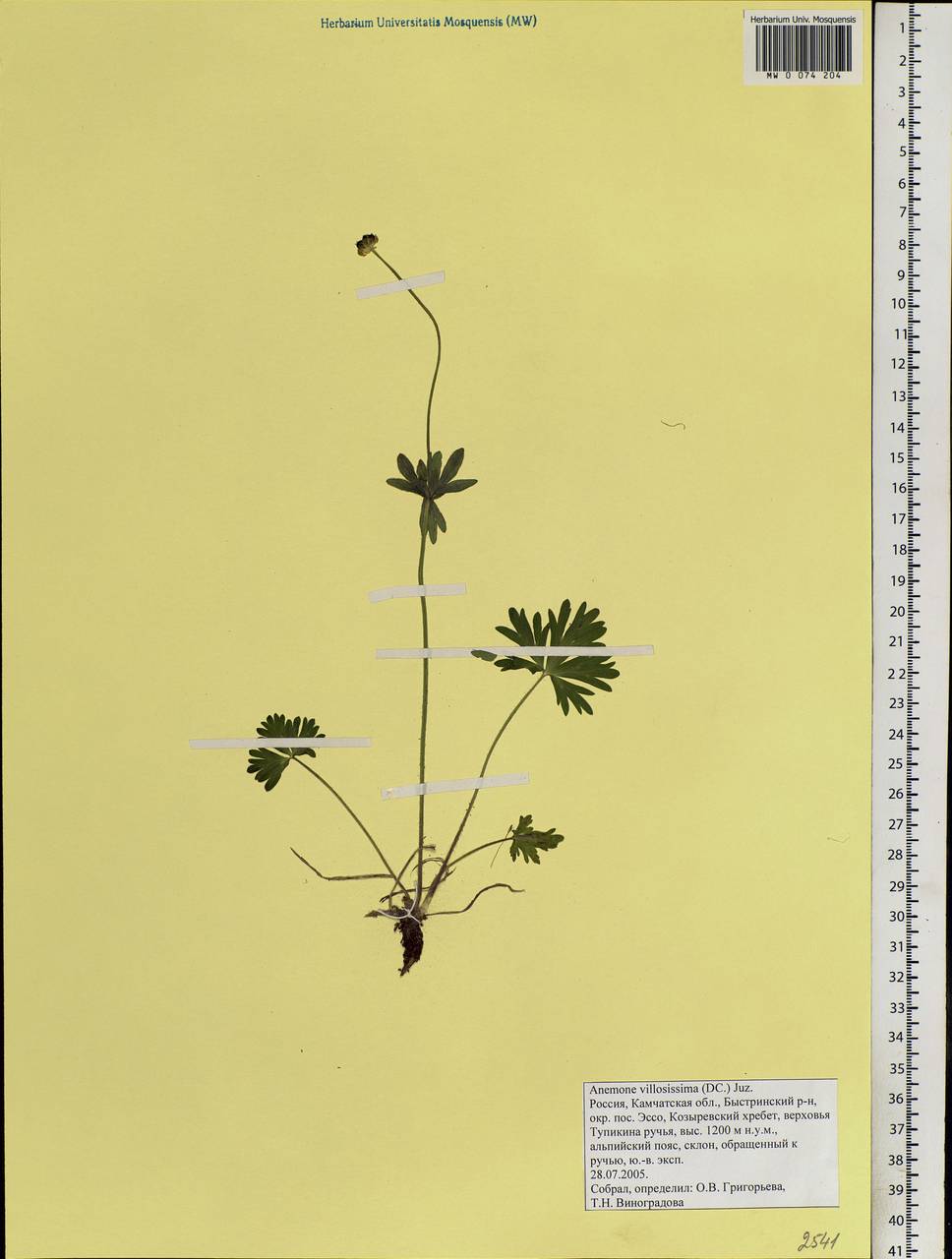 Anemonastrum narcissiflorum subsp. villosissimum (DC.) Á. & D. Löve, Siberia, Chukotka & Kamchatka (S7) (Russia)