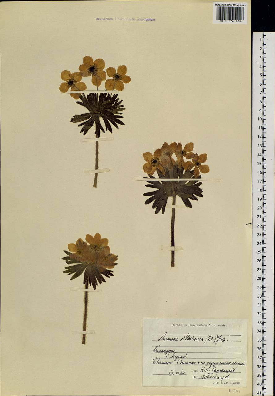 Anemonastrum narcissiflorum subsp. villosissimum (DC.) Á. & D. Löve, Siberia, Chukotka & Kamchatka (S7) (Russia)