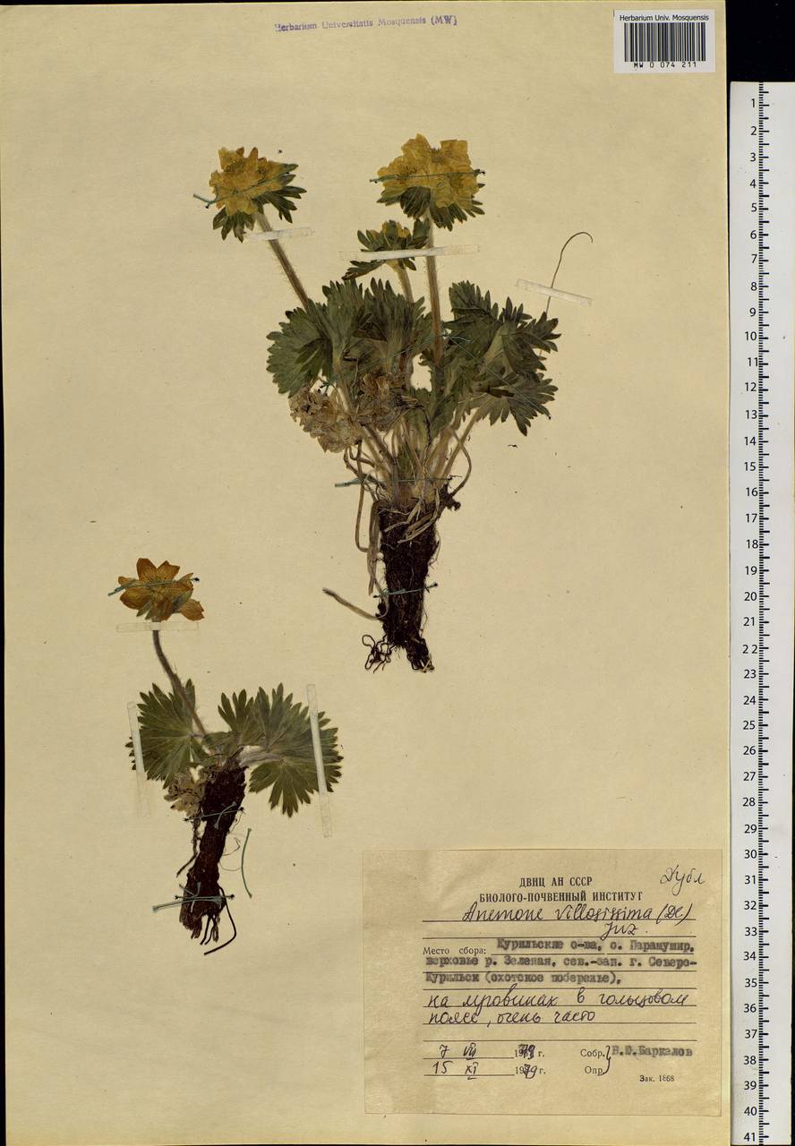 Anemonastrum narcissiflorum subsp. villosissimum (DC.) Á. & D. Löve, Siberia, Russian Far East (S6) (Russia)