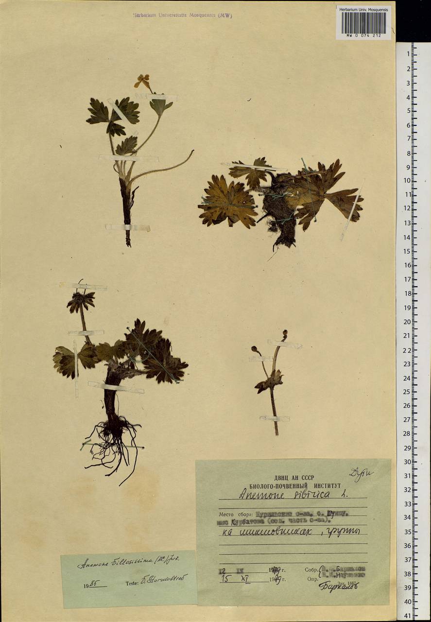 Anemonastrum narcissiflorum subsp. villosissimum (DC.) Á. & D. Löve, Siberia, Russian Far East (S6) (Russia)