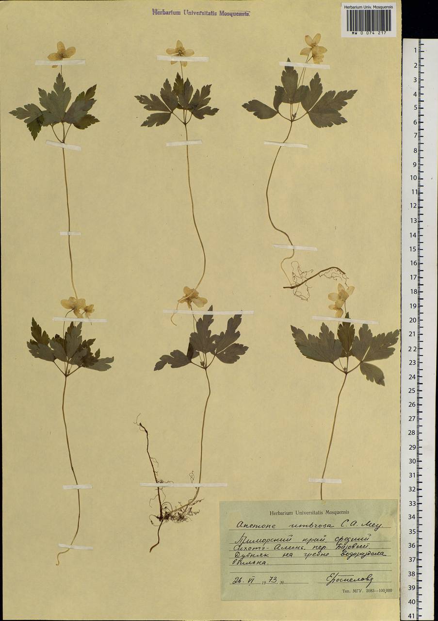 Anemone umbrosa C. A. Mey., Siberia, Russian Far East (S6) (Russia)