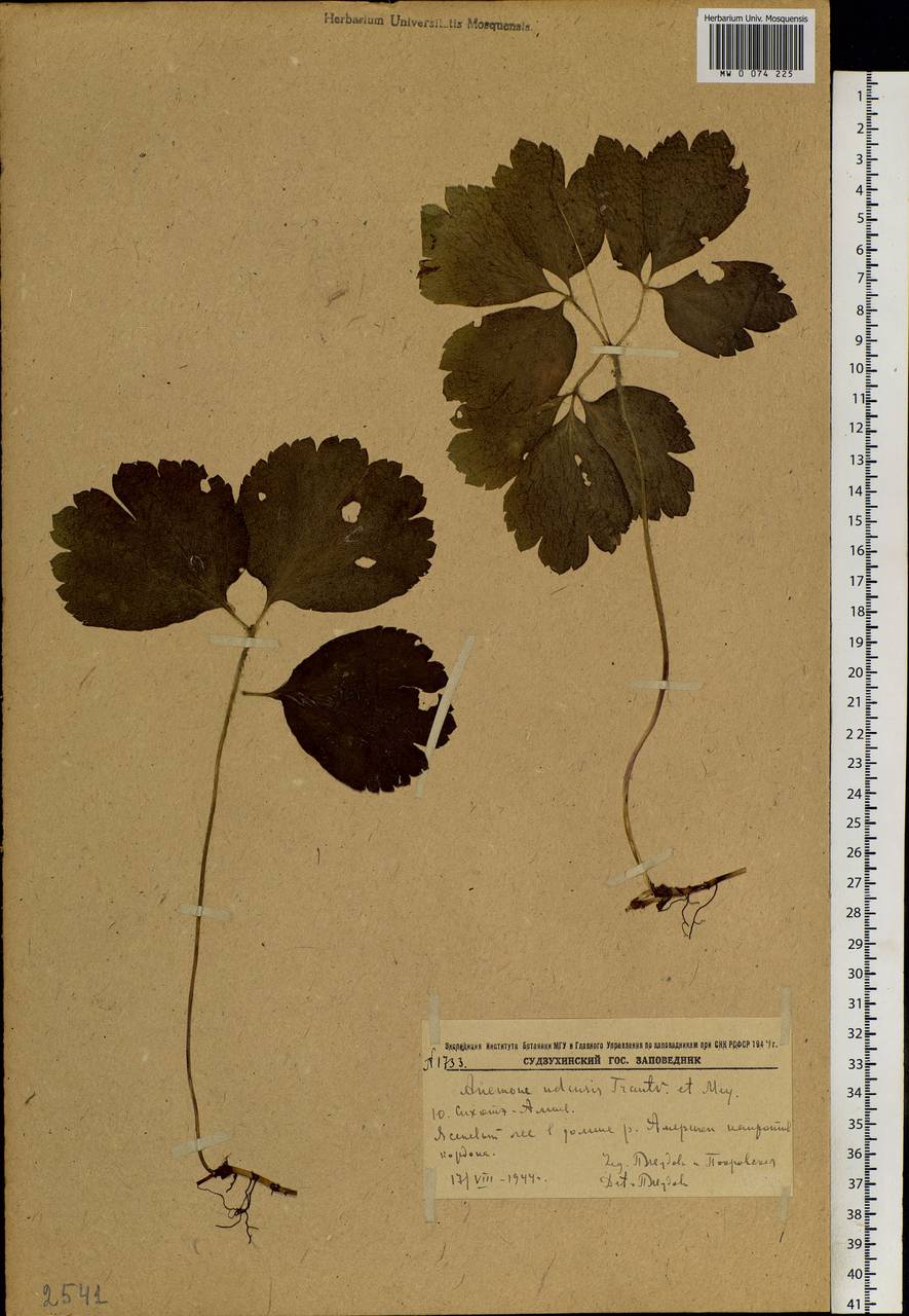 Anemone udensis Trautv. & C.A.Mey., Siberia, Russian Far East (S6) (Russia)