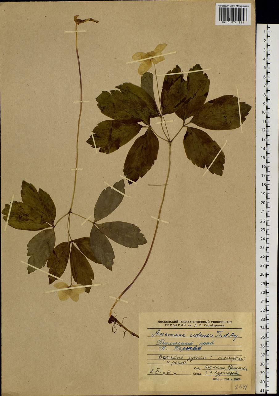 Anemone udensis Trautv. & C. A. Mey., Siberia, Russian Far East (S6) (Russia)