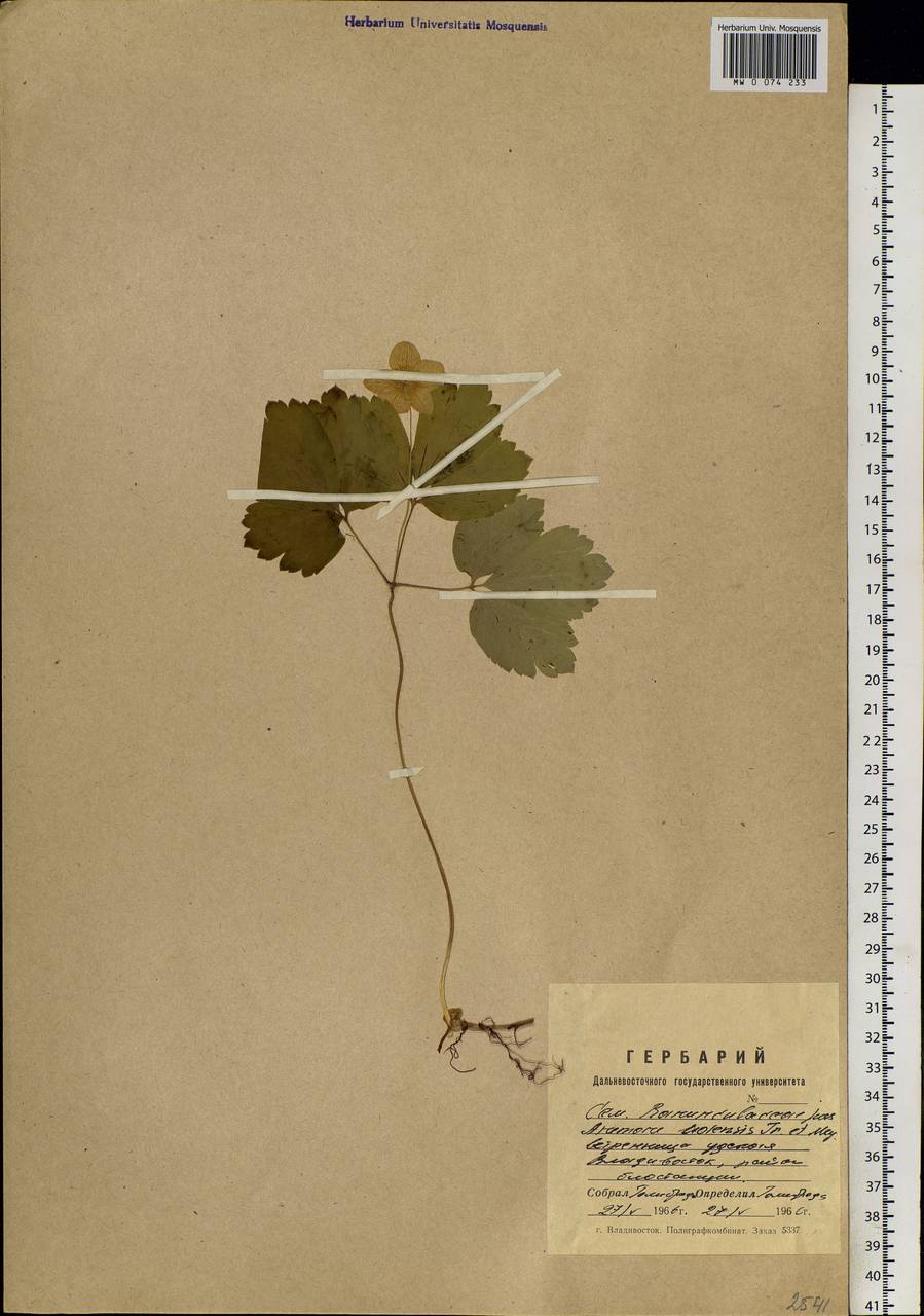 Anemone udensis Trautv. & C.A.Mey., Siberia, Russian Far East (S6) (Russia)