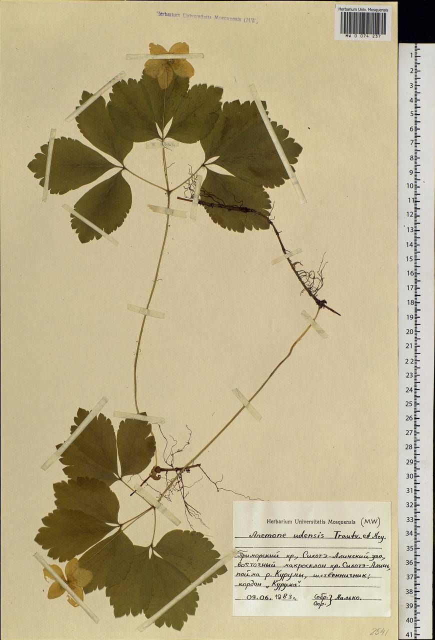 Anemone udensis Trautv. & C. A. Mey., Siberia, Russian Far East (S6) (Russia)