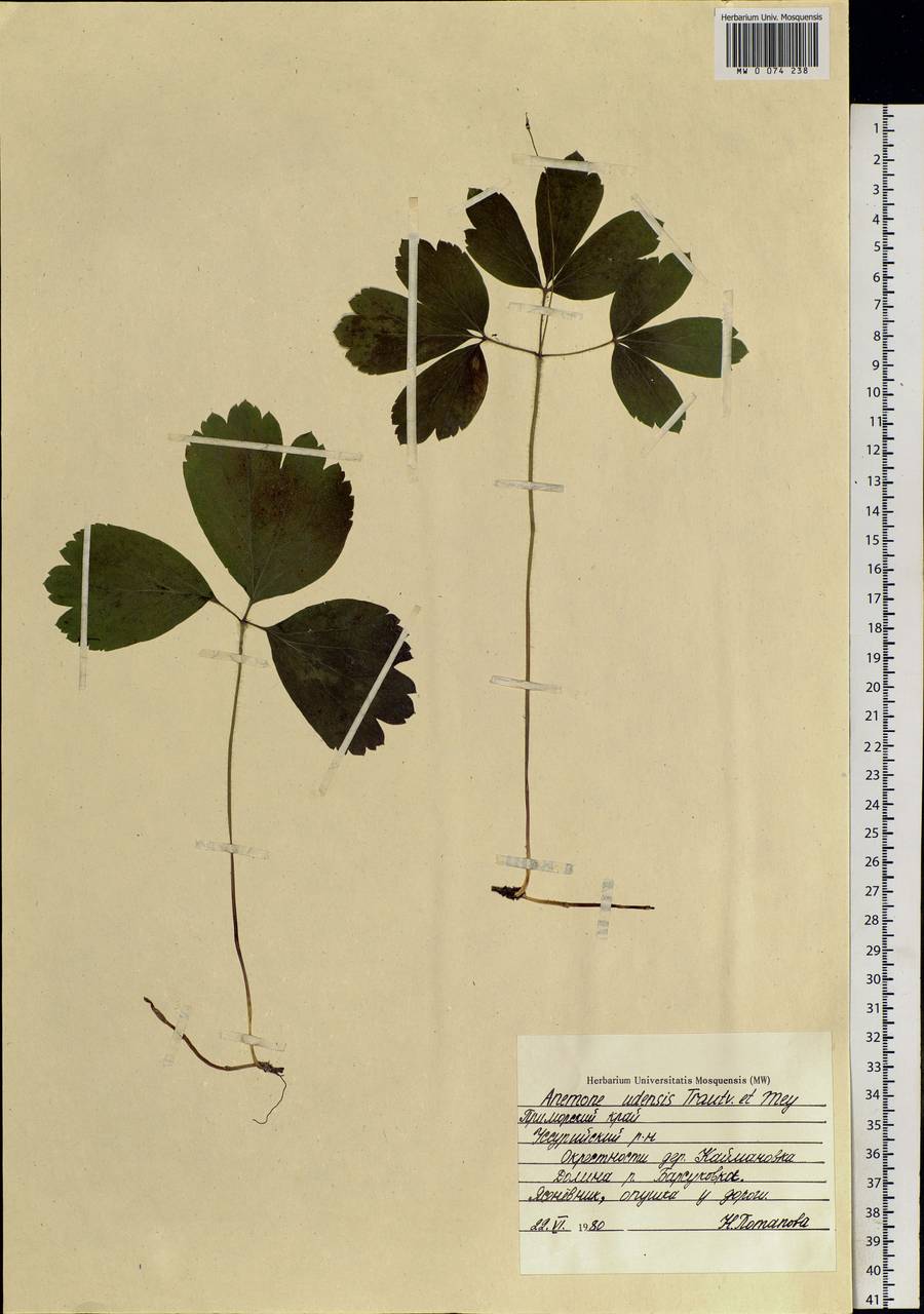 Anemone udensis Trautv. & C. A. Mey., Siberia, Russian Far East (S6) (Russia)