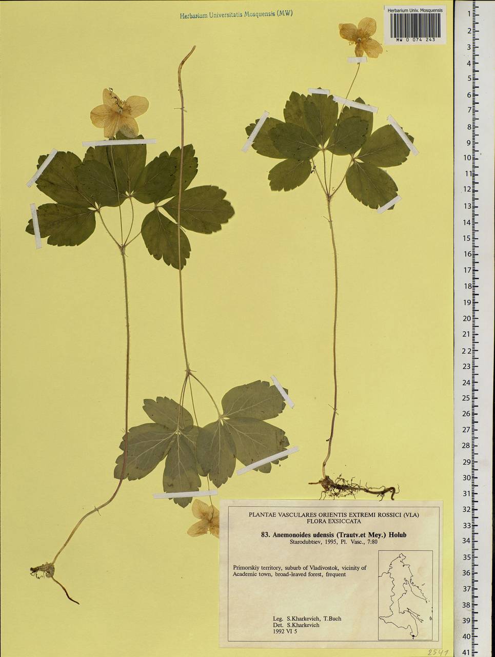 Anemone udensis Trautv. & C. A. Mey., Siberia, Russian Far East (S6) (Russia)