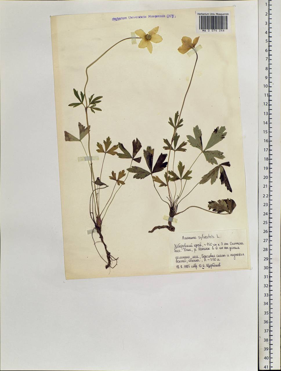 Anemone sylvestris L., Siberia, Russian Far East (S6) (Russia)