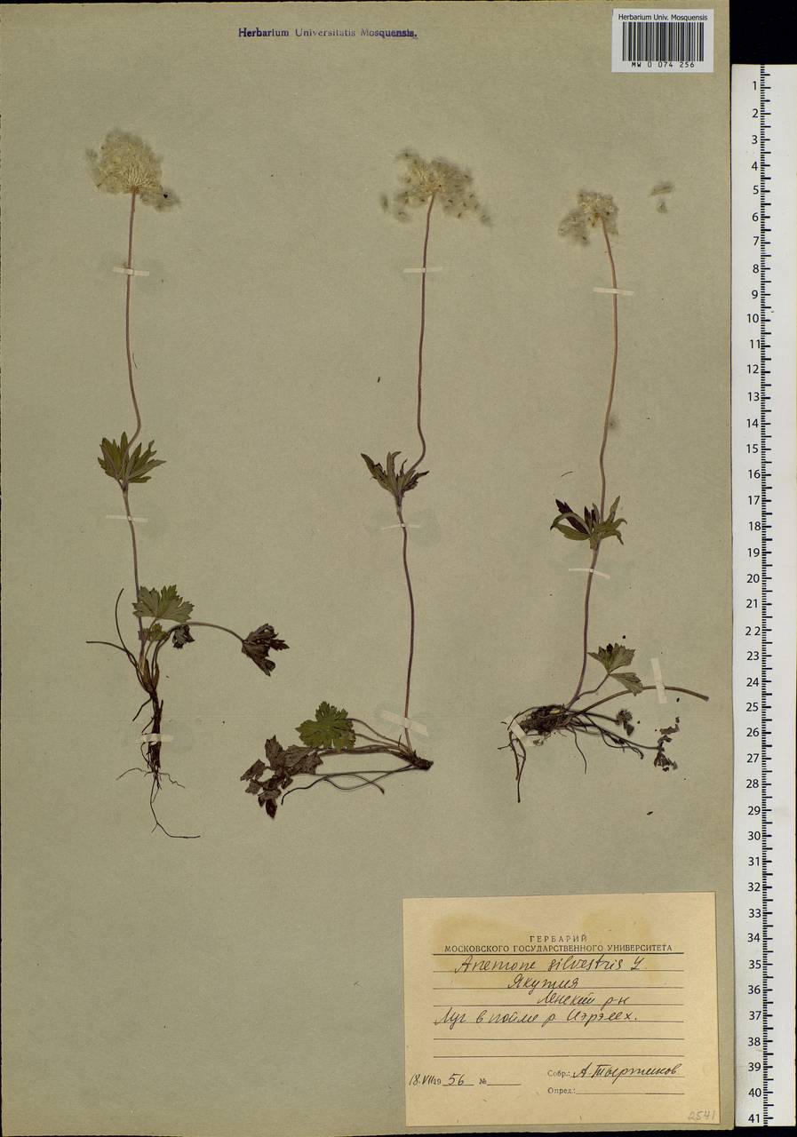 Anemone sylvestris L., Siberia, Yakutia (S5) (Russia)
