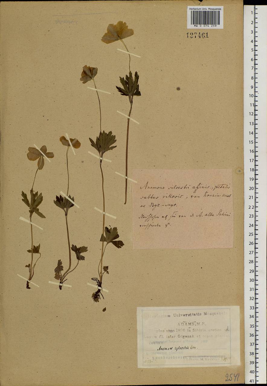 Anemone sylvestris, Siberia, Yakutia (S5) (Russia)