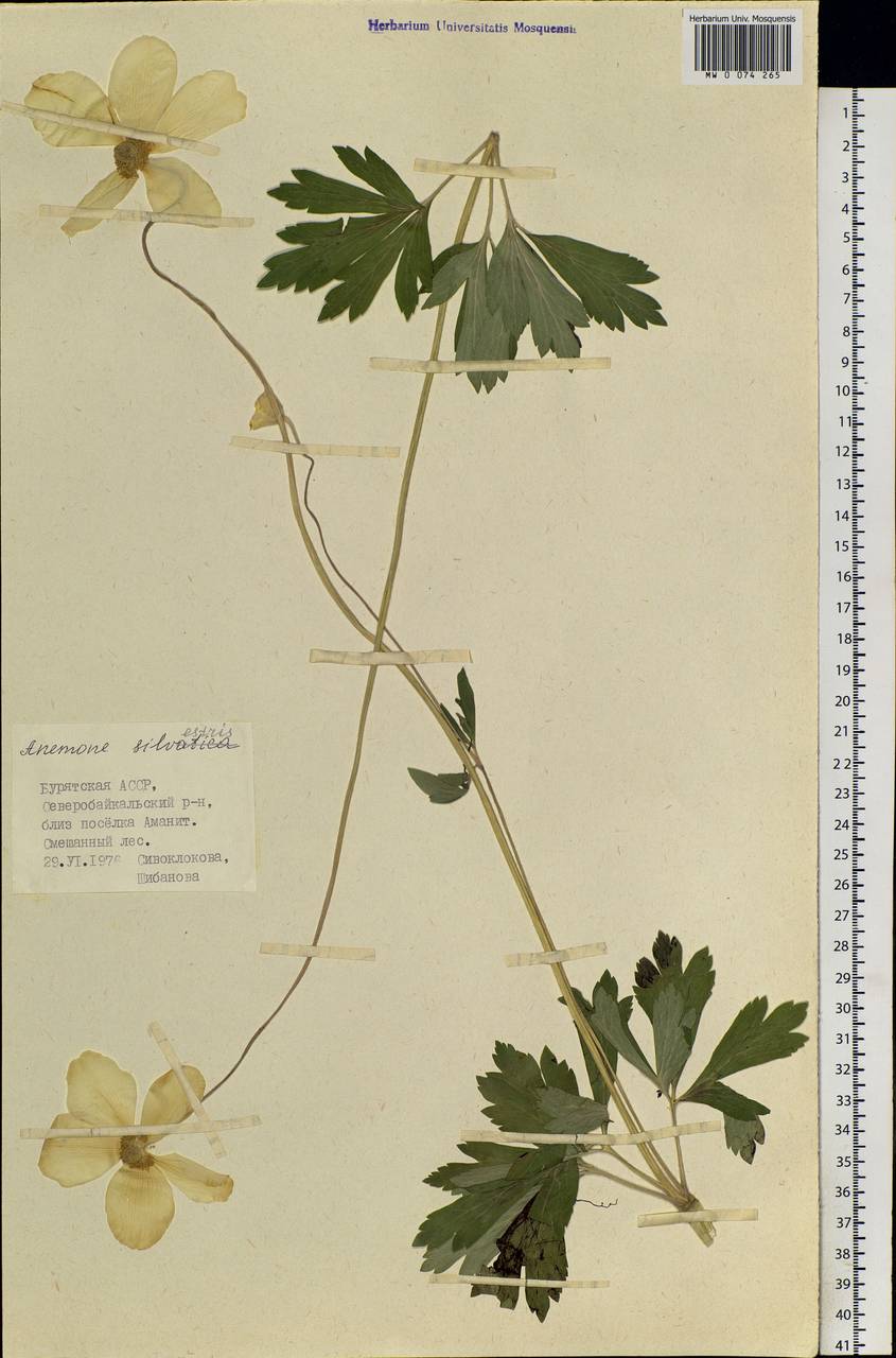 Anemone sylvestris, Siberia, Baikal & Transbaikal region (S4) (Russia)