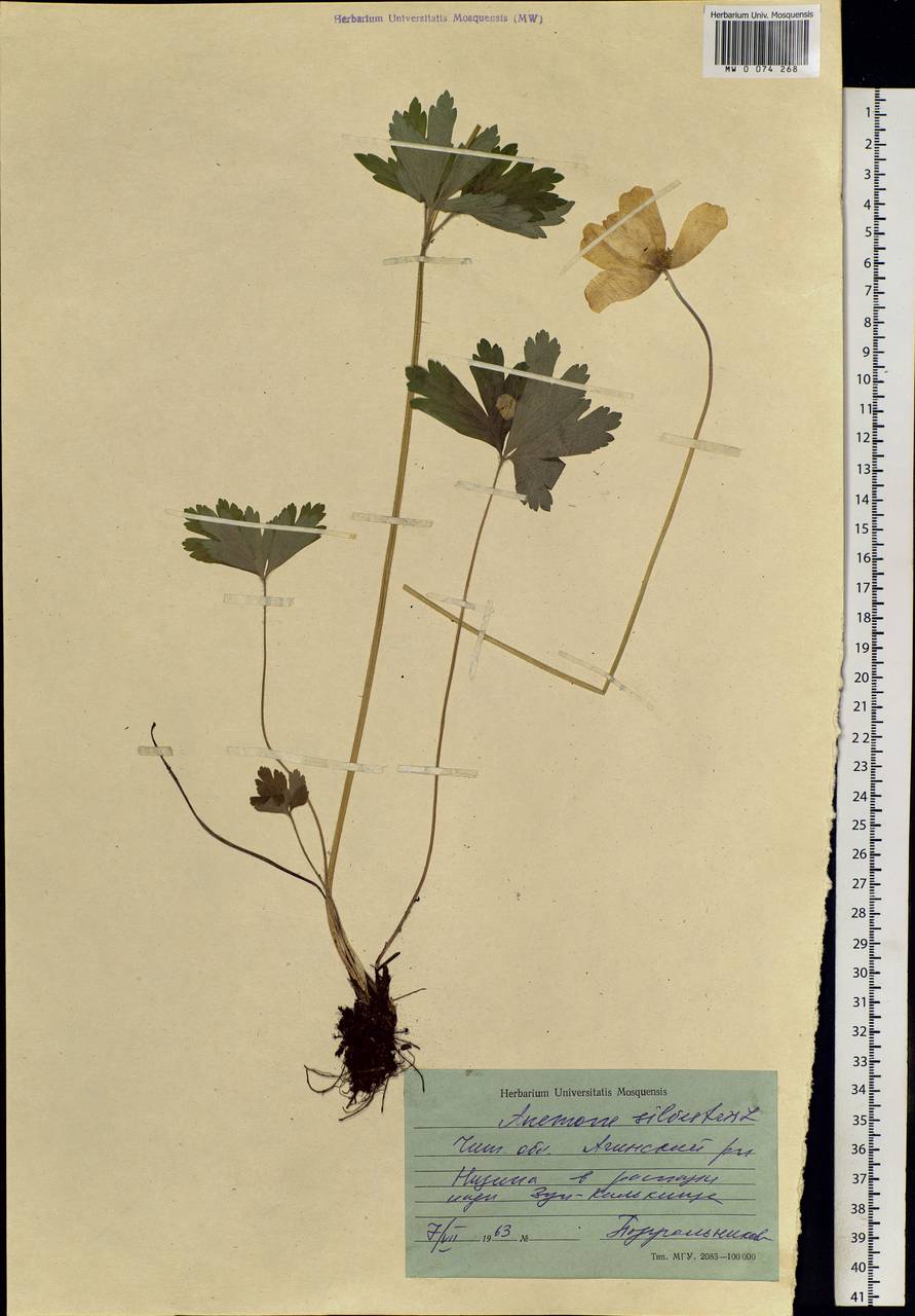 Anemone sylvestris L., Siberia, Baikal & Transbaikal region (S4) (Russia)