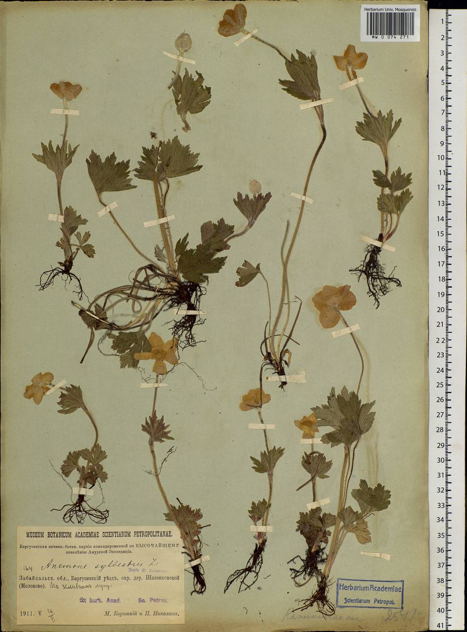 Anemone sylvestris, Siberia, Baikal & Transbaikal region (S4) (Russia)