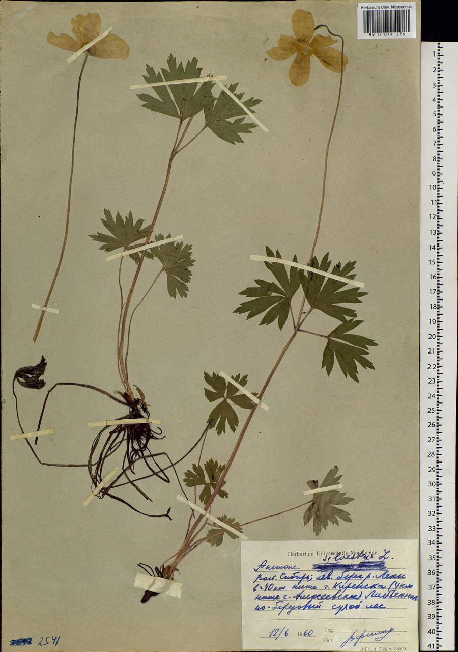 Anemone sylvestris L., Siberia, Baikal & Transbaikal region (S4) (Russia)