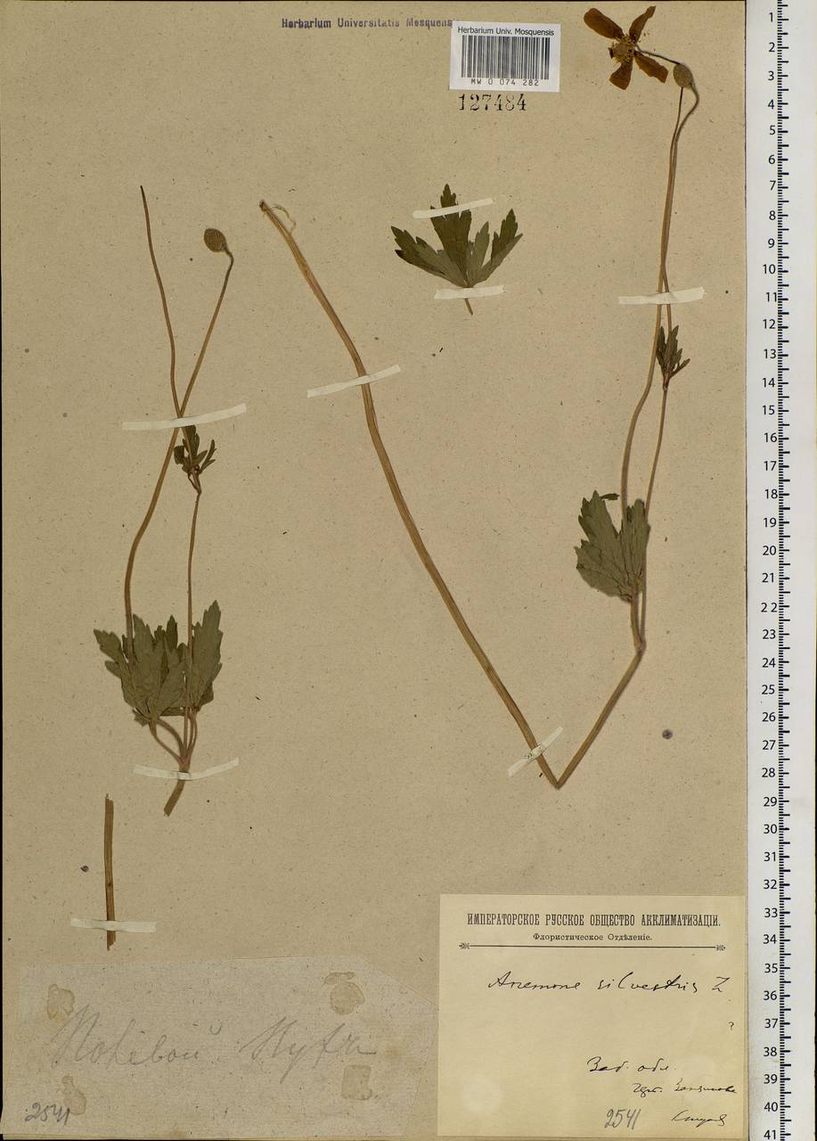 Anemone sylvestris L., Siberia, Baikal & Transbaikal region (S4) (Russia)