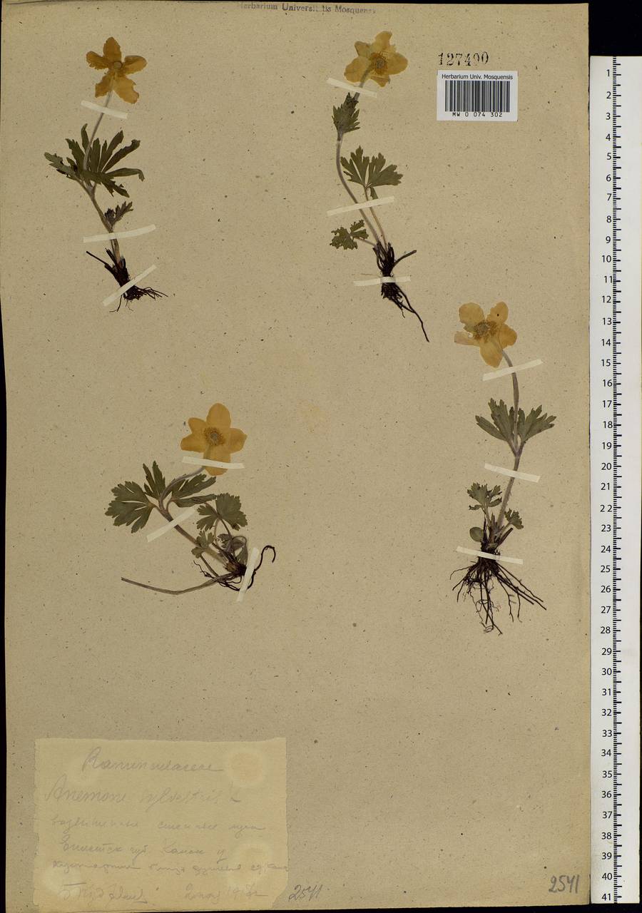 Anemone sylvestris, Siberia, Central Siberia (S3) (Russia)