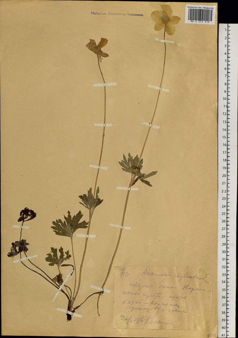 Anemone sylvestris, Siberia, Western (Kazakhstan) Altai Mountains (S2a) (Kazakhstan)