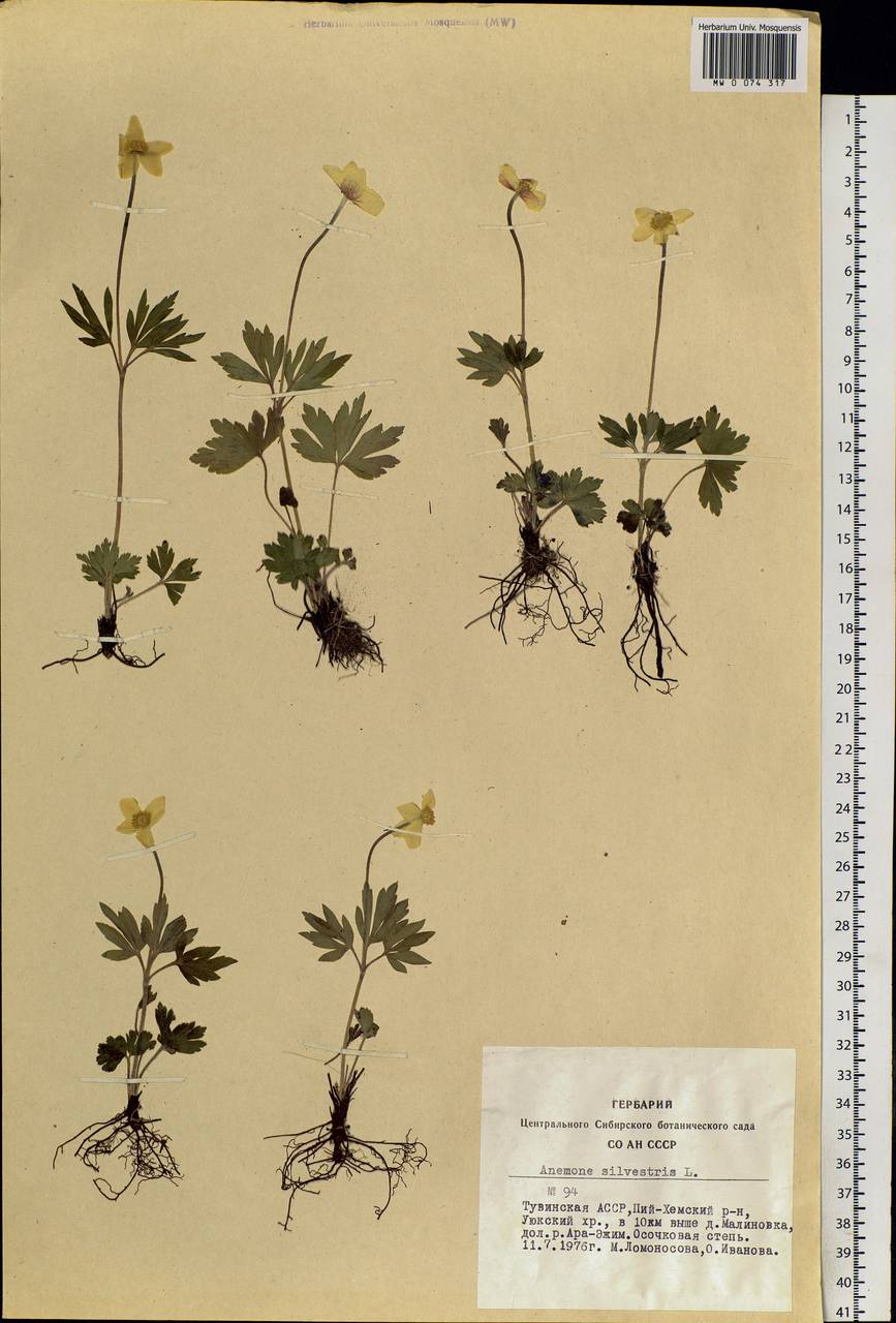 Anemone sylvestris L., Siberia, Altai & Sayany Mountains (S2) (Russia)
