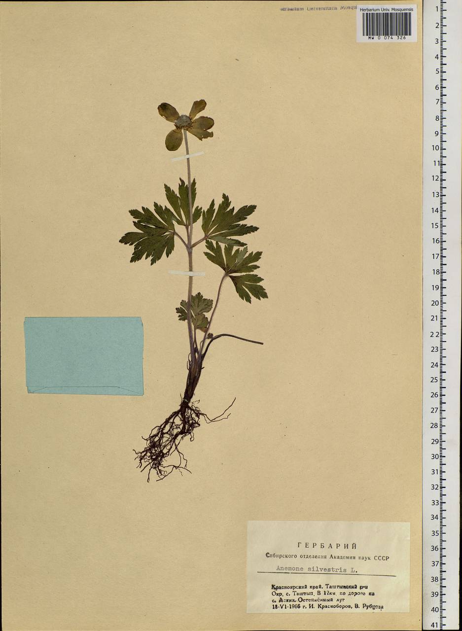 Anemone sylvestris L., Siberia, Altai & Sayany Mountains (S2) (Russia)