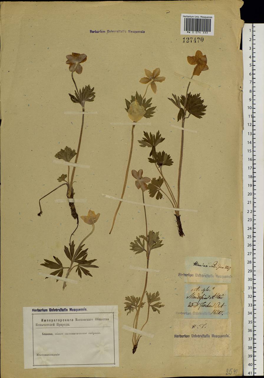 Anemone sylvestris L., Siberia, Altai & Sayany Mountains (S2) (Russia)