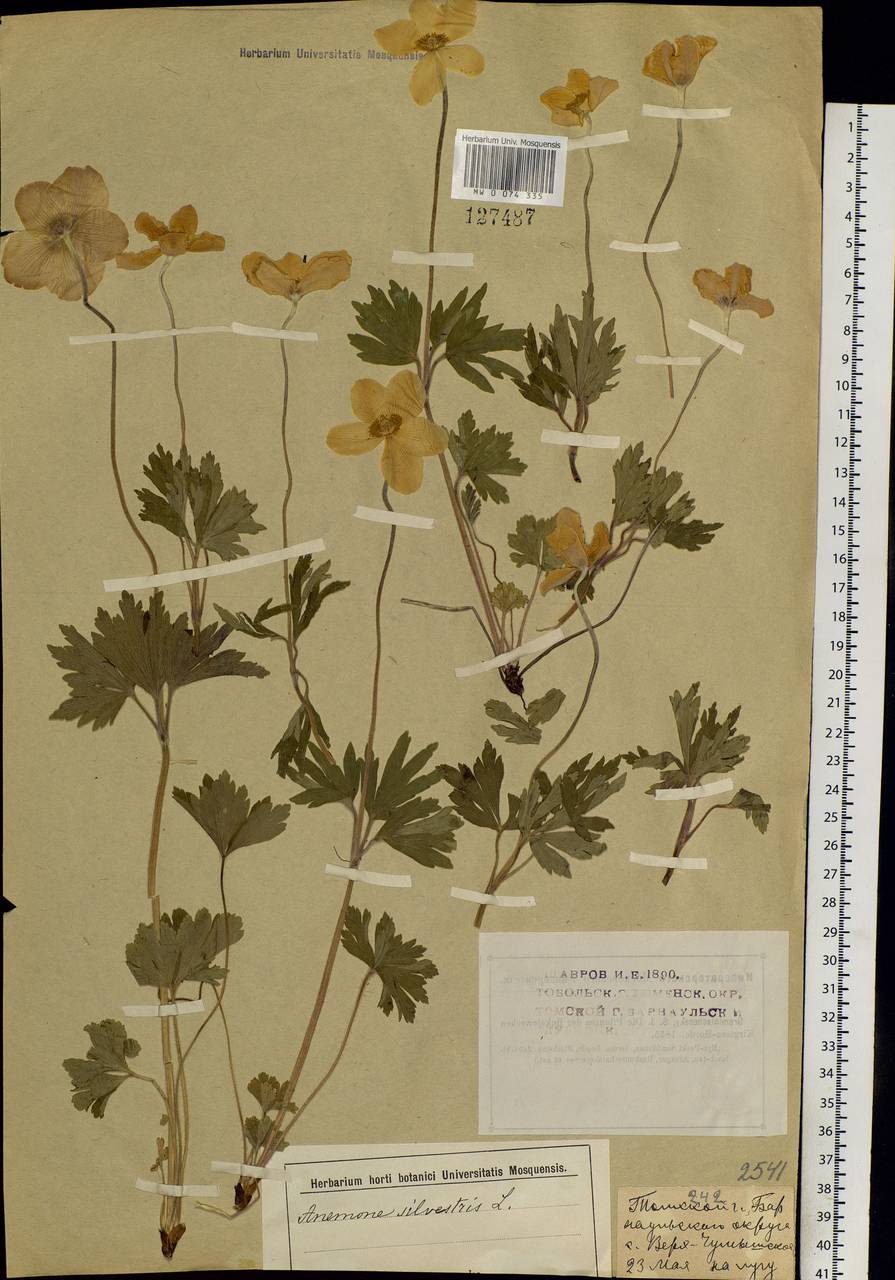 Anemone sylvestris L., Siberia, Altai & Sayany Mountains (S2) (Russia)