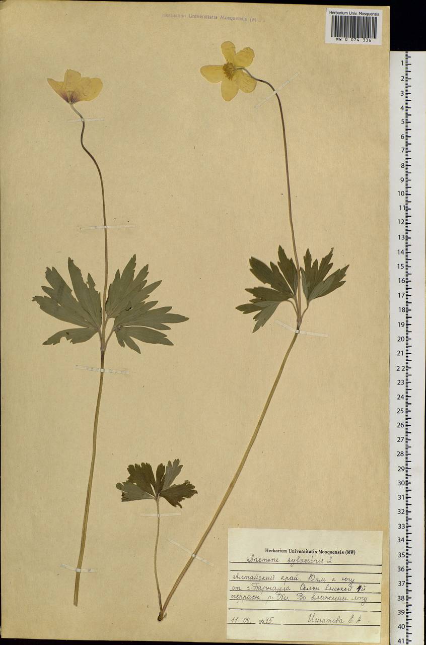 Anemone sylvestris, Siberia, Altai & Sayany Mountains (S2) (Russia)
