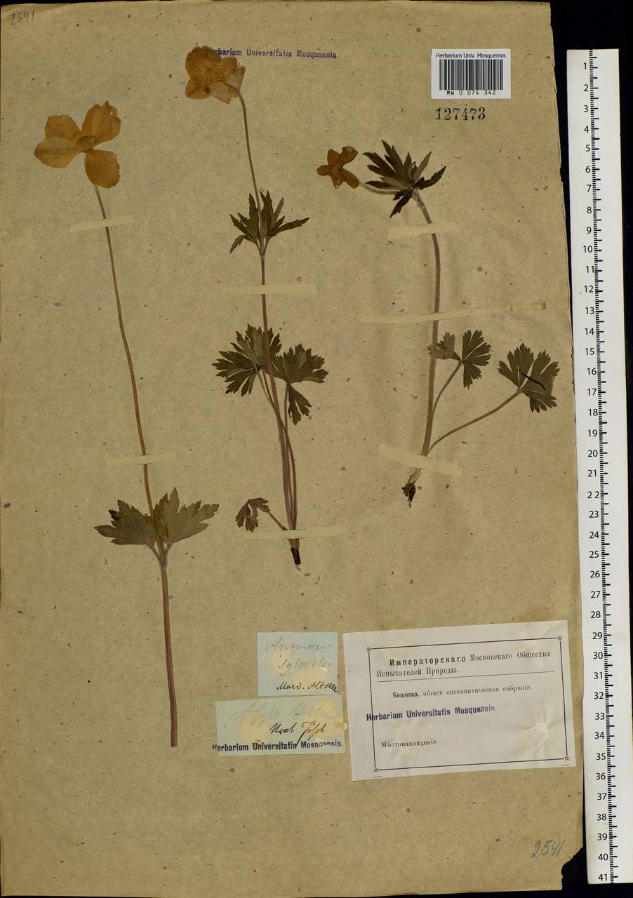 Anemone sylvestris L., Siberia, Altai & Sayany Mountains (S2) (Russia)