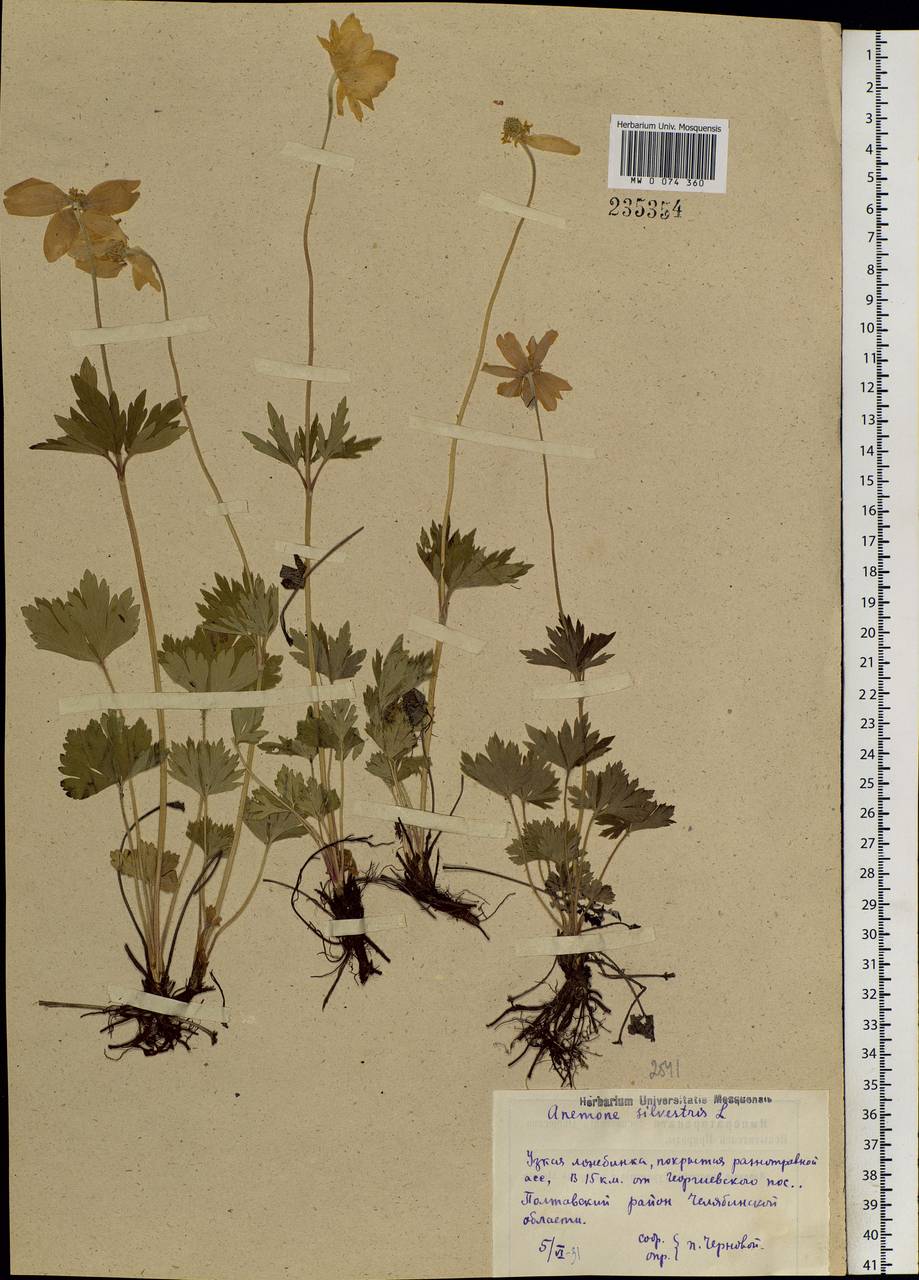 Anemone sylvestris, Eastern Europe, Eastern region (E10) (Russia)