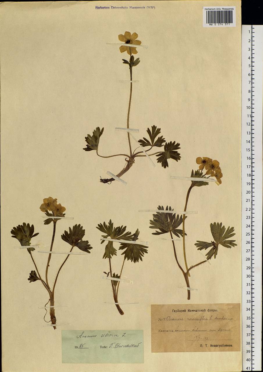 Anemonastrum narcissiflorum subsp. crinitum (Juz.) Raus, Siberia, Chukotka & Kamchatka (S7) (Russia)