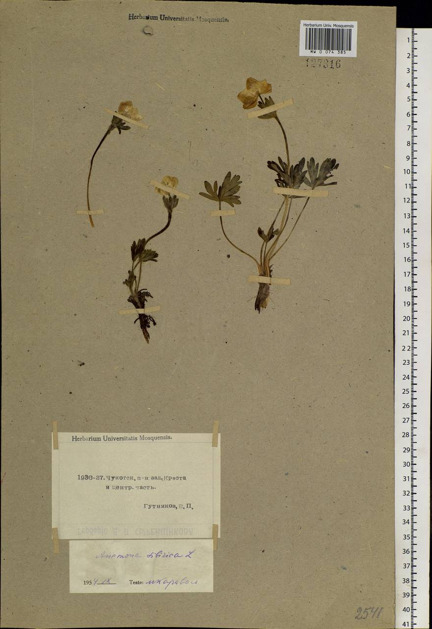 Anemonastrum narcissiflorum subsp. crinitum (Juz.) Raus, Siberia, Chukotka & Kamchatka (S7) (Russia)