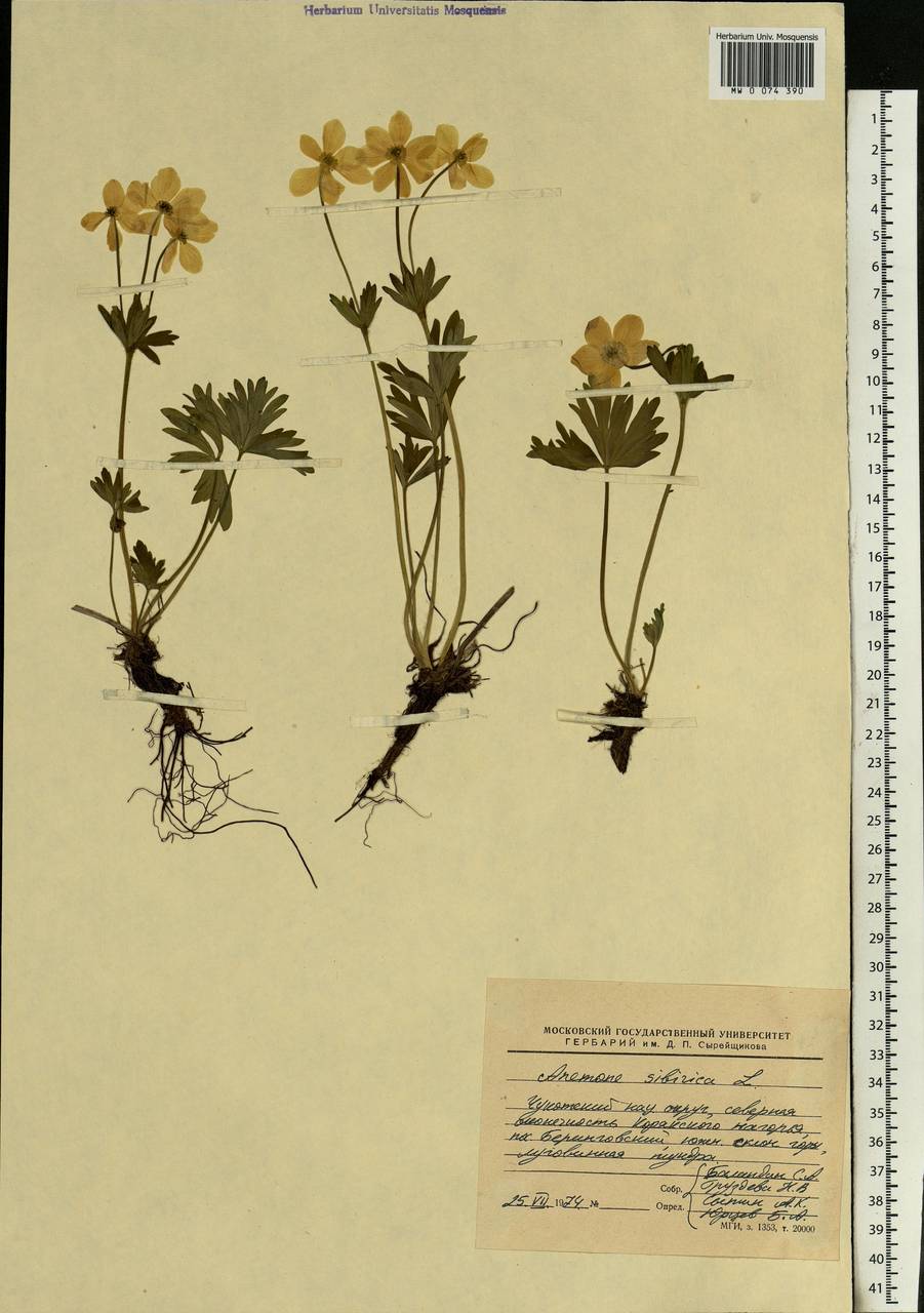 Anemonastrum narcissiflorum subsp. crinitum (Juz.) Raus, Siberia, Chukotka & Kamchatka (S7) (Russia)