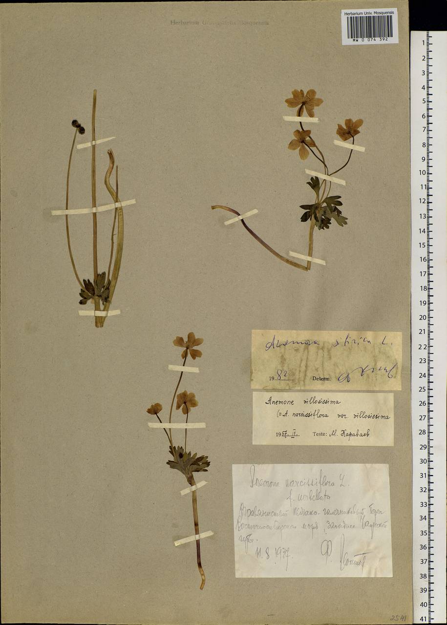 Anemonastrum narcissiflorum subsp. crinitum (Juz.) Raus, Siberia, Chukotka & Kamchatka (S7) (Russia)