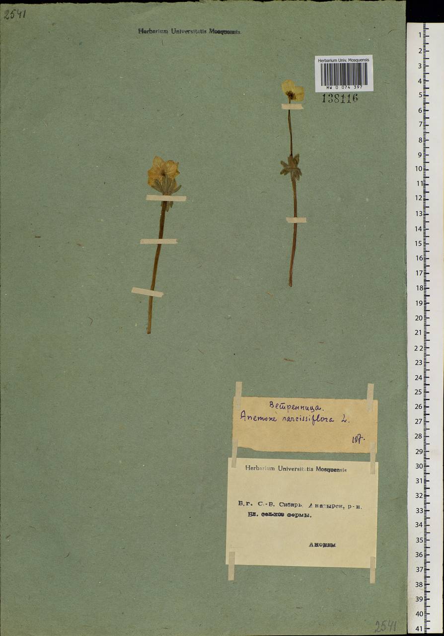 Anemonastrum narcissiflorum subsp. crinitum (Juz.) Raus, Siberia, Chukotka & Kamchatka (S7) (Russia)