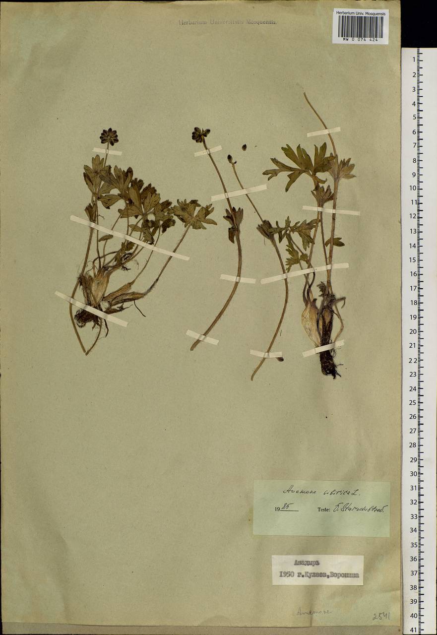 Anemonastrum narcissiflorum subsp. crinitum (Juz.) Raus, Siberia, Chukotka & Kamchatka (S7) (Russia)