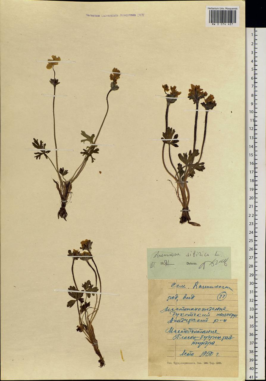 Anemonastrum narcissiflorum subsp. crinitum (Juz.) Raus, Siberia, Chukotka & Kamchatka (S7) (Russia)