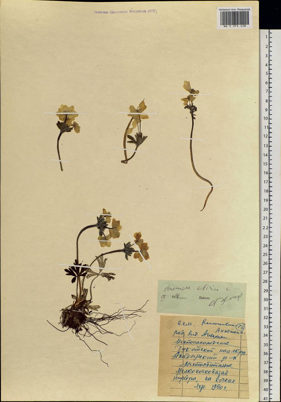 Anemonastrum narcissiflorum subsp. crinitum (Juz.) Raus, Siberia, Chukotka & Kamchatka (S7) (Russia)