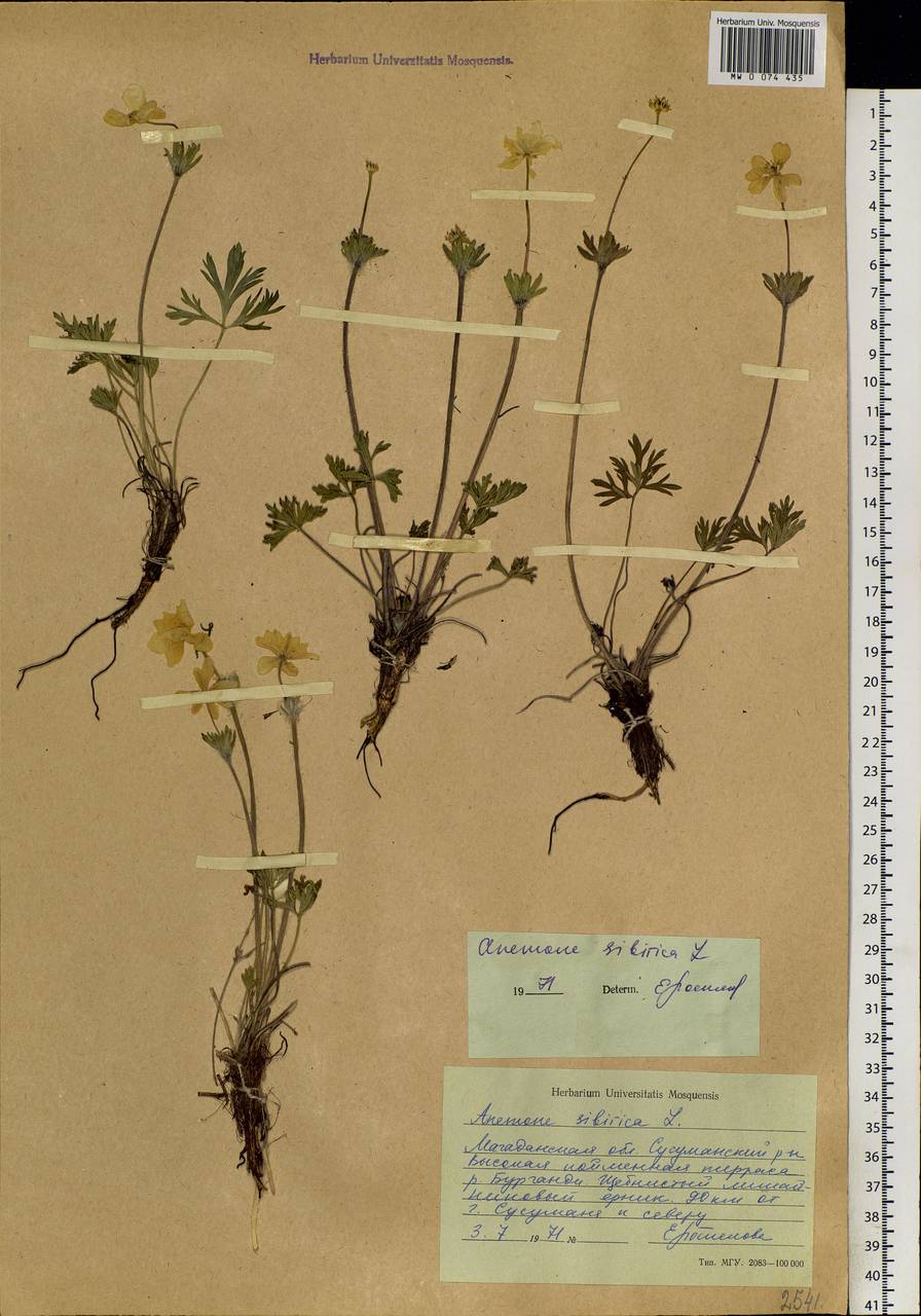 Anemonastrum narcissiflorum subsp. crinitum (Juz.) Raus, Siberia, Chukotka & Kamchatka (S7) (Russia)