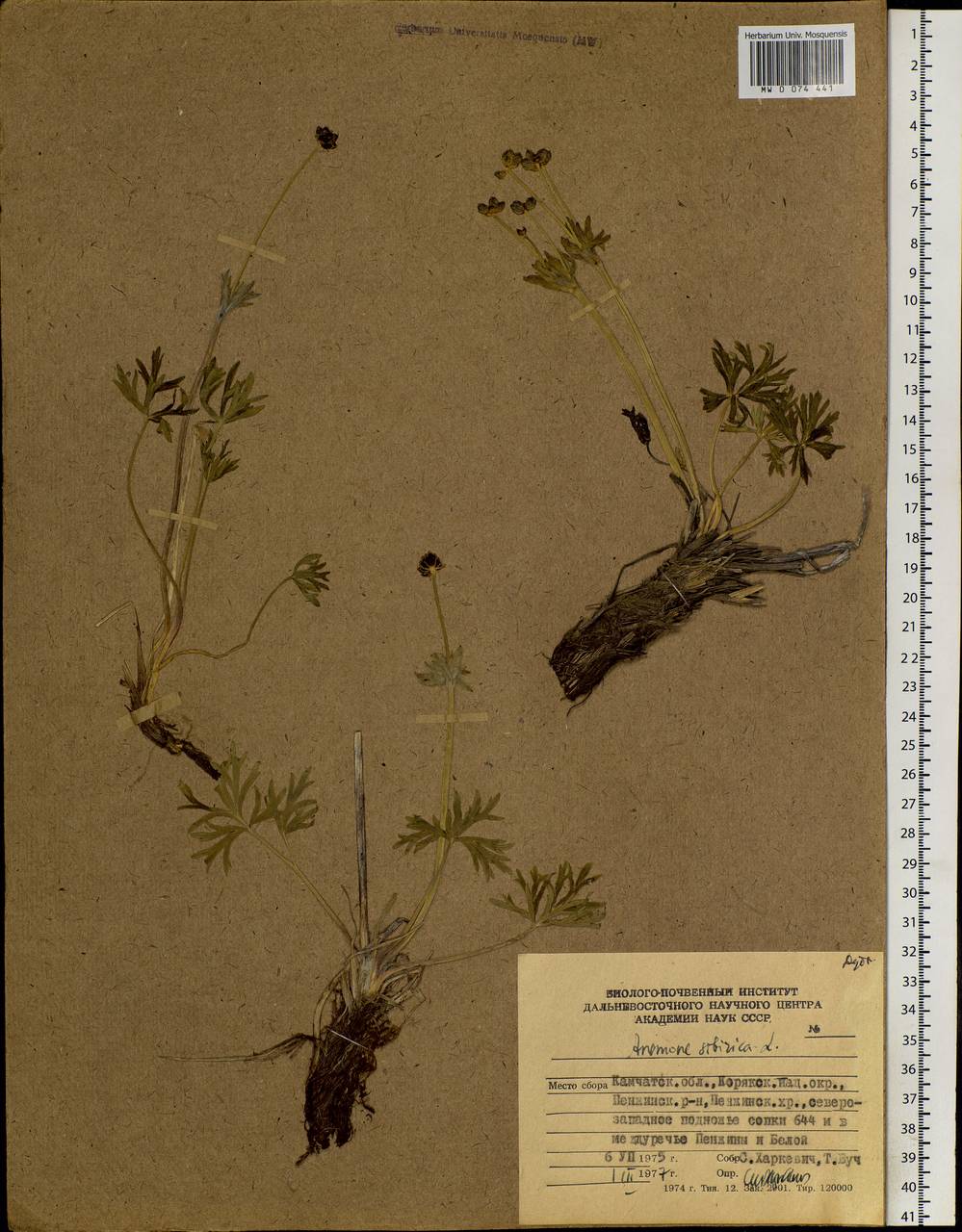 Anemonastrum narcissiflorum subsp. crinitum (Juz.) Raus, Siberia, Chukotka & Kamchatka (S7) (Russia)