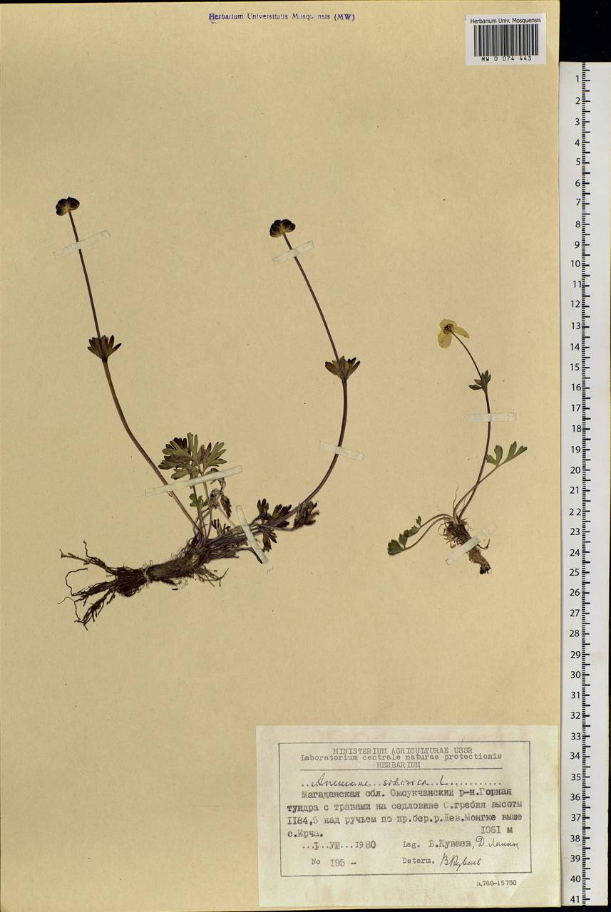 Anemonastrum narcissiflorum subsp. crinitum (Juz.) Raus, Siberia, Chukotka & Kamchatka (S7) (Russia)