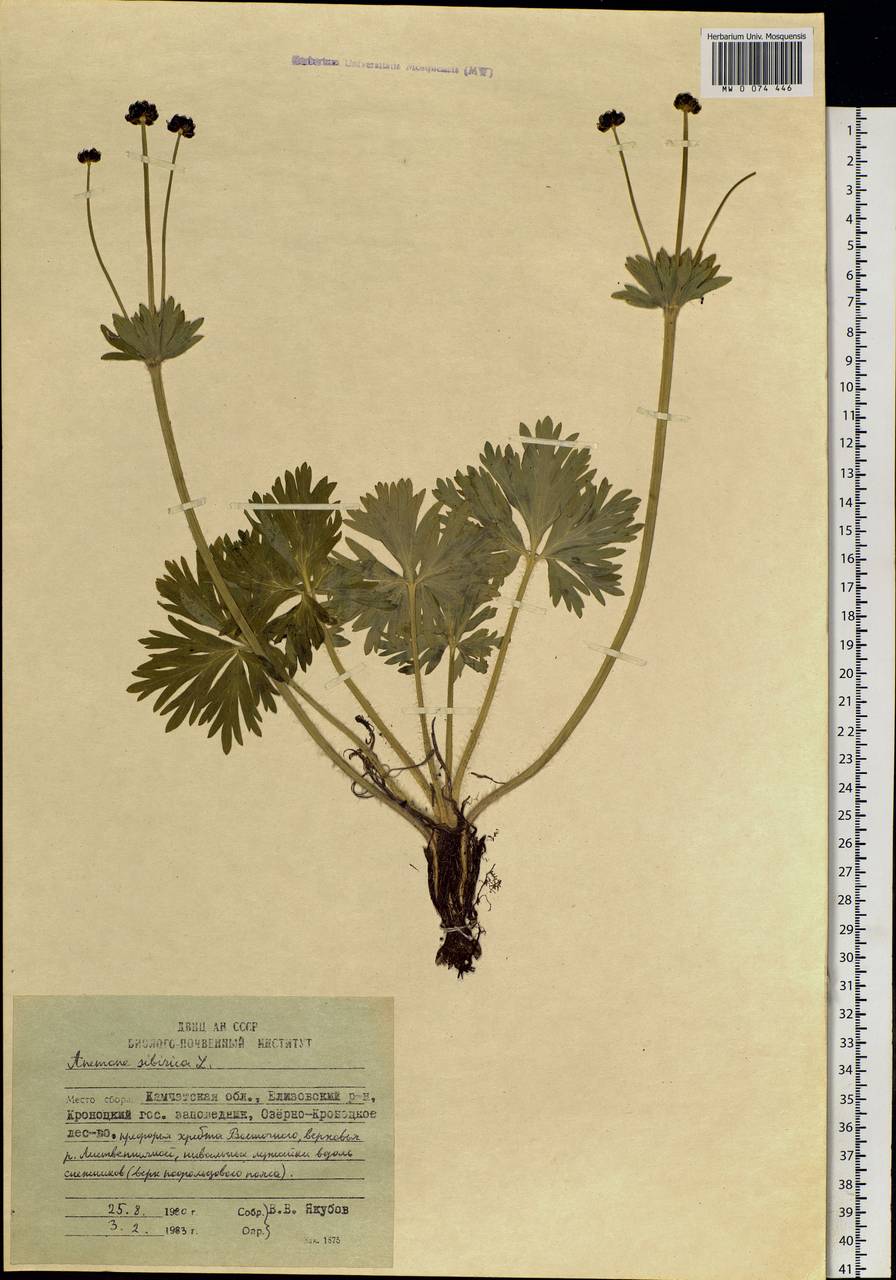 Anemonastrum narcissiflorum subsp. crinitum (Juz.) Raus, Siberia, Chukotka & Kamchatka (S7) (Russia)